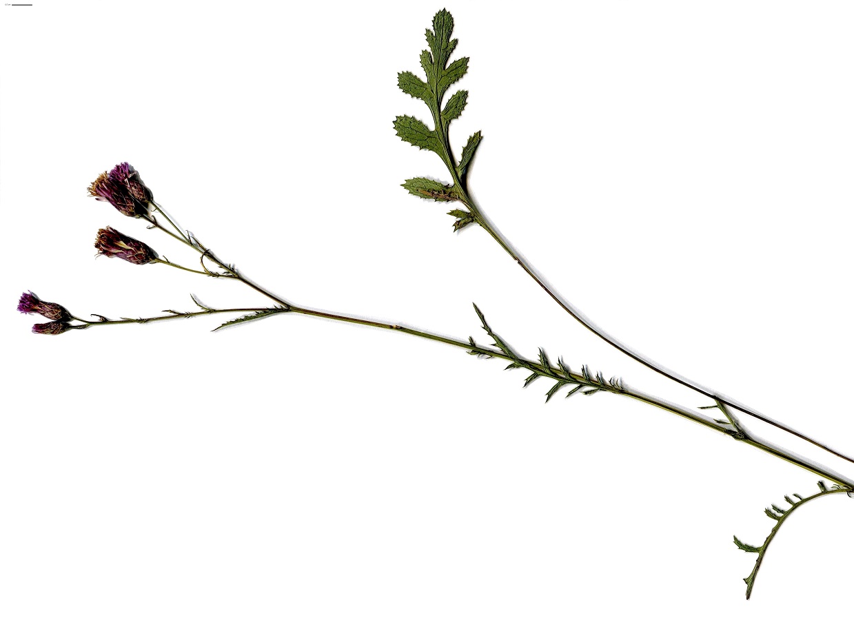 Serratula tinctoria subsp. seoanei (Asteraceae)